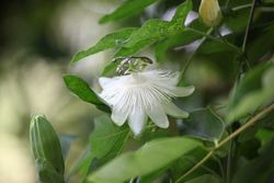 Passiflora Snow queen