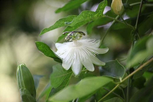 Passiflora Snow queen