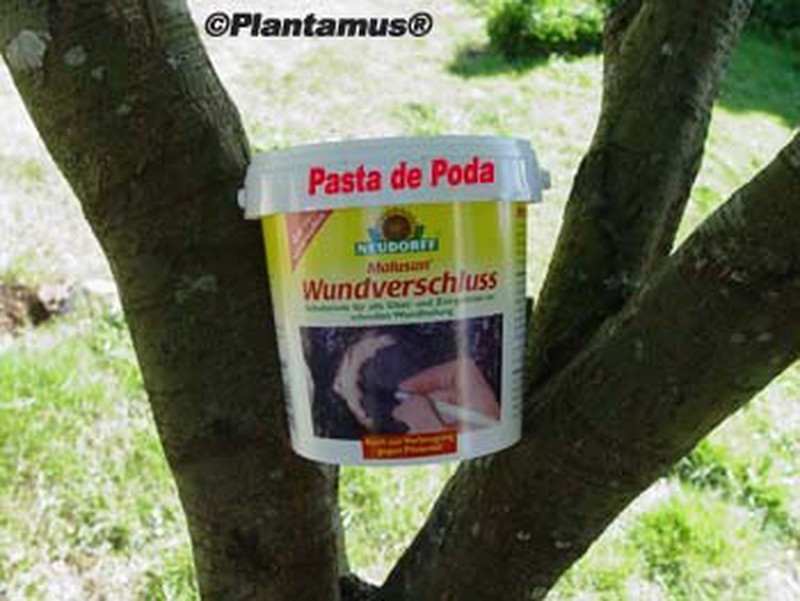 Pasta cicatrizante ecológica para heridas de árboles — Plantamus Vivero  online