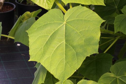 Paulonia, arbre impératrice, Paulownia tomentosa