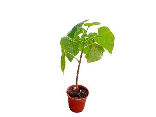 Paulonia, arbre impératrice, Paulownia tomentosa