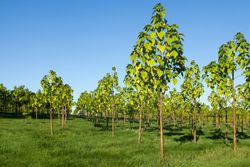 Paulonia, arbre impératrice, Paulownia tomentosa