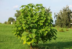 Paulonia, arbre impératrice, Paulownia tomentosa