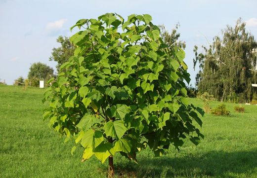 Paulonia, arbre impératrice, Paulownia tomentosa
