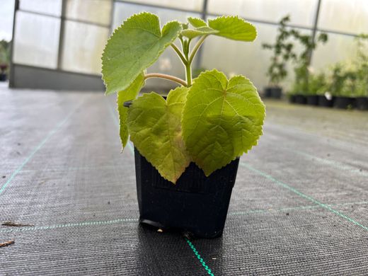 Paulonia, arbre impératrice, Paulownia tomentosa