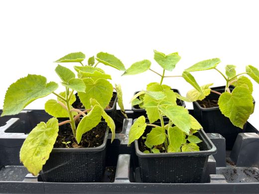 Paulonia, arbre impératrice, Paulownia tomentosa