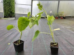 Paulonia, arbre impératrice, Paulownia tomentosa