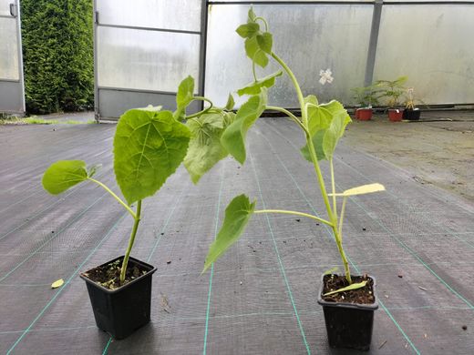 Paulonia, arbre impératrice, Paulownia tomentosa