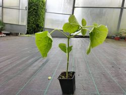 Paulonia, arbre impératrice, Paulownia tomentosa