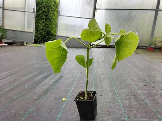 Paulonia, arbre impératrice, Paulownia tomentosa