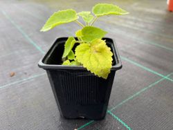 Paulonia, arbre impératrice, Paulownia tomentosa