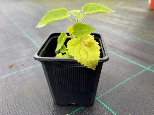 Paulonia, arbre impératrice, Paulownia tomentosa