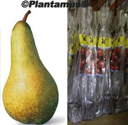 Peral Abate fetel. Árbol frutal en cepellón