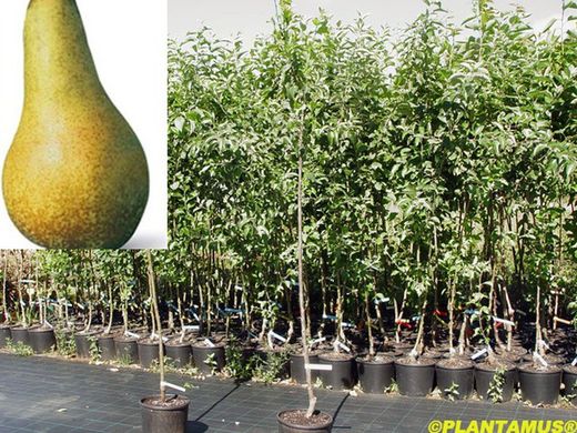 Peral Abate Fetel. Plantones frutales en maceta