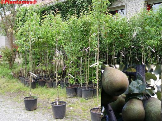 Beurre de poire rustique. Plante fruitière en pot.