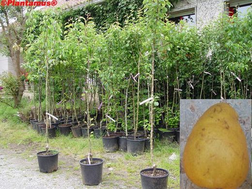 Gros poirier pie. Arbres fruitiers en pot