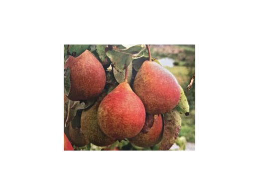 Peral Urraca Legitima - Frutal autóctono de Galicia