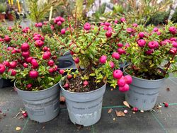 Pernettya mucronata​ - Gaultheria mucronata