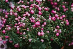 Pernettya mucronata​ - Gaultheria mucronata