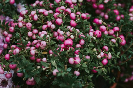 Pernettya mucronata​ - Gaultheria mucronata