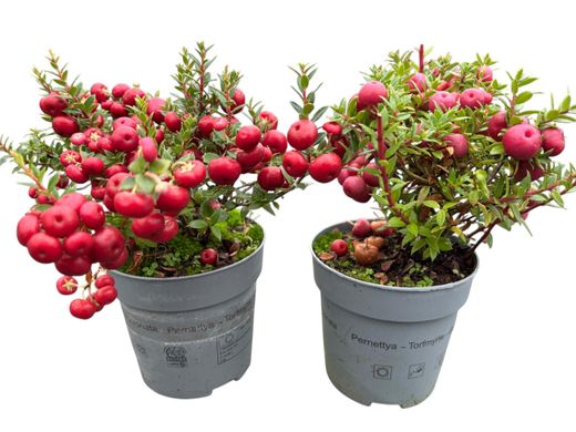 Pernettya mucronata​ - Gaultheria mucronata