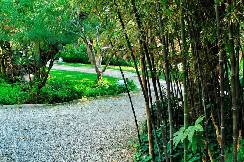 jardin seco - Bambú  Jardín seco, Decoración de unas, Cañas de bambu  decoracion