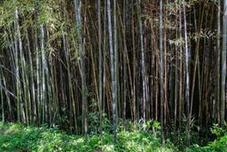 Phyllostachys nigra, bambou noir