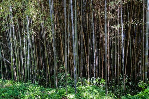 Phyllostachys nigra, bambu preto