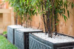 Phyllostachys nigra, bambou noir