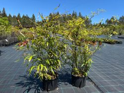Phyllostachys nigra, bambú negro