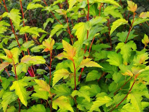 Physocarpus opulifolius Luteus en maceta de 1L