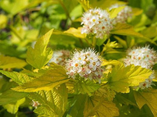 Physocarpus opulifolius Luteus en maceta de 1L