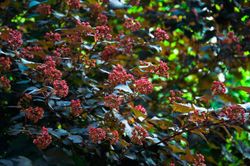 Physocarpus opulifolius "Red baron"
