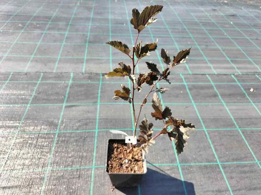 Physocarpus opulifolius "Red baron"