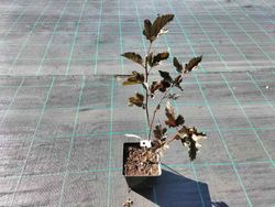 Physocarpus opulifolius "Red baron"