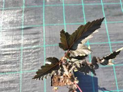 Physocarpus opulifolius "Red baron"