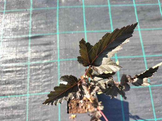 Physocarpus opulifolius "Red baron"