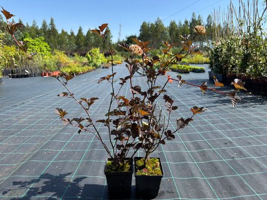 Physocarpus opulifolius "Red baron"