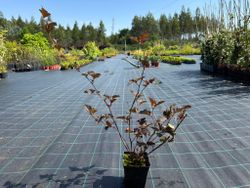 Physocarpus opulifolius "Red baron"