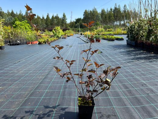 Physocarpus opulifolius "Red baron"