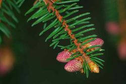Picea abies, abeto vermelho