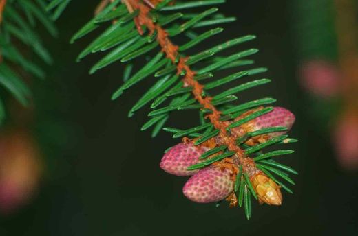 Picea abies, abeto vermelho