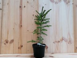 Picea abies, abeto vermelho