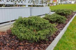 Picea abies 'Nidiformis', Abeto rojo