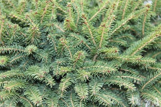 Picea abies 'Nidiformis', Abeto rojo