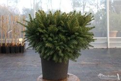 Picea abies 'Nidiformis', Abeto rojo