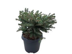Picea abies 'Nidiformis', Abeto rojo
