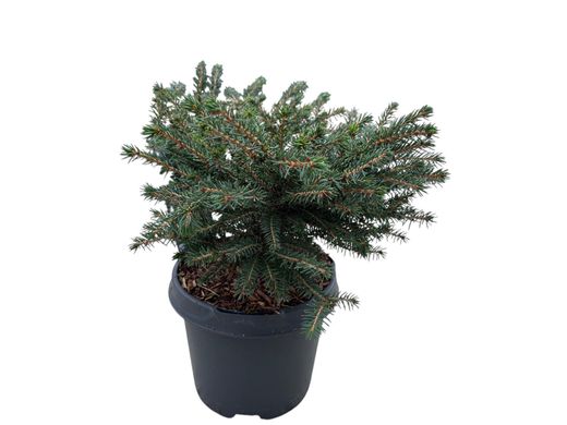 Picea abies 'Nidiformis', Abeto rojo