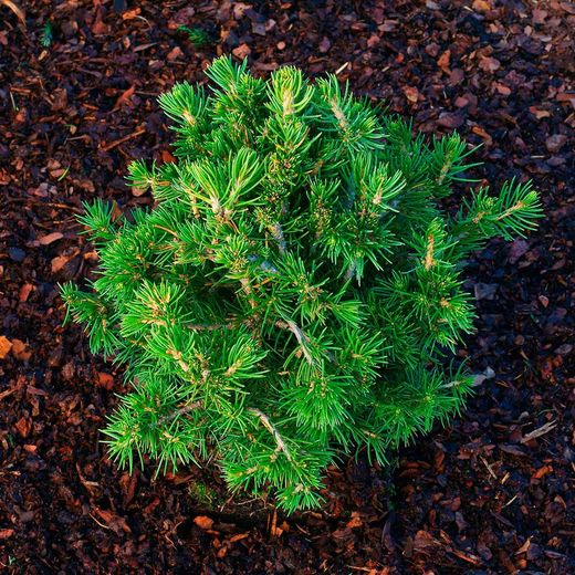 Picea abies Tompa