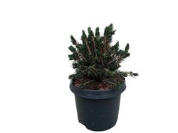 Picea abies Tompa
